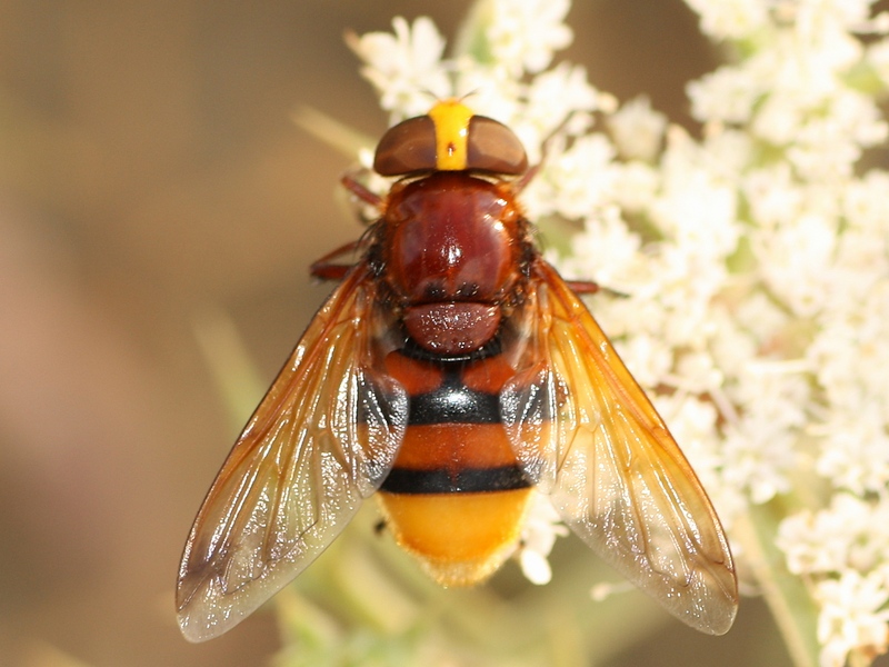 Syrphidae:  Volucella zonaria, femmina